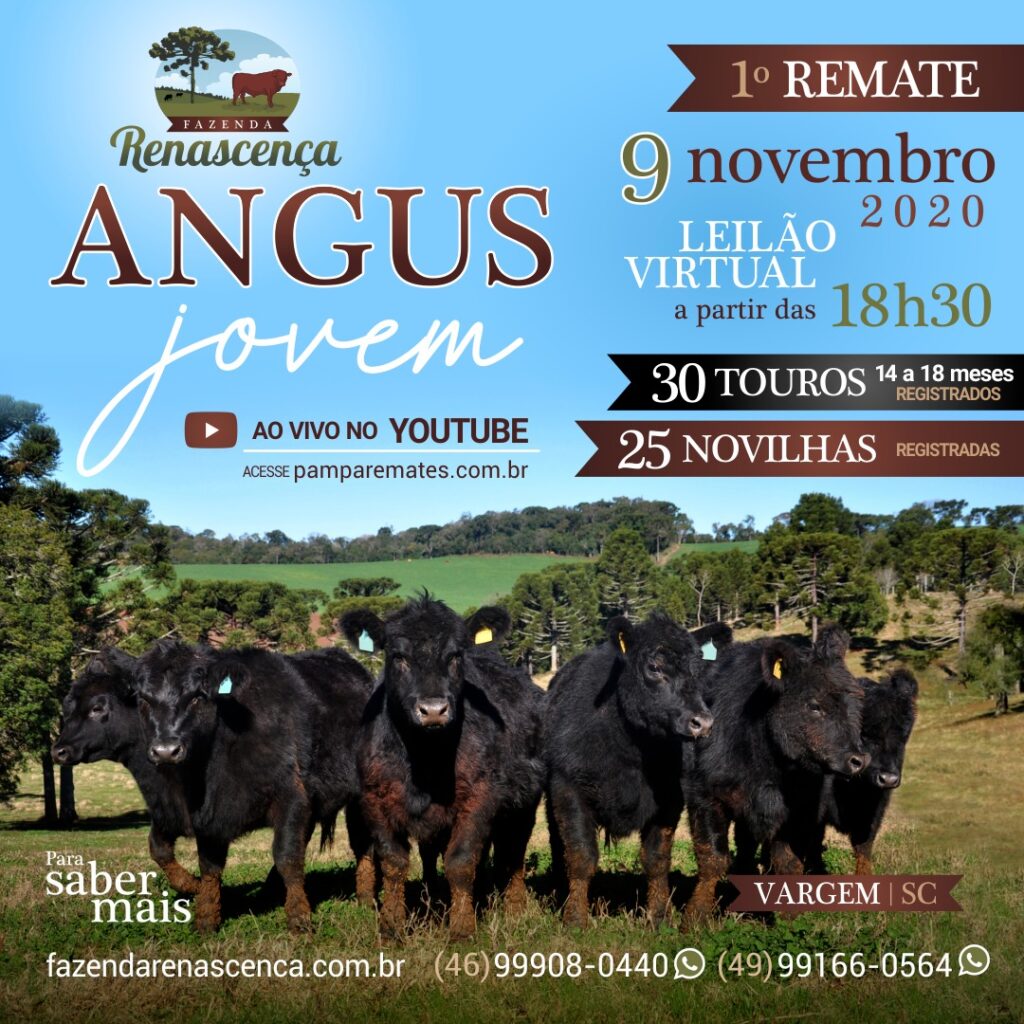1º REMATE RENASCENCA ANGUS JOVEM